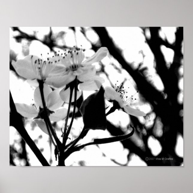 Poster Jours de Dogwood (Devant)