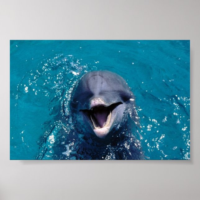 Poster Joyeux dauphin (Devant)