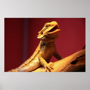 Poster Joyeux dragon à poils