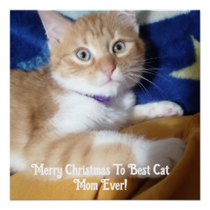 Poster Joyeux Noël à la meilleure maman de chat de tous l