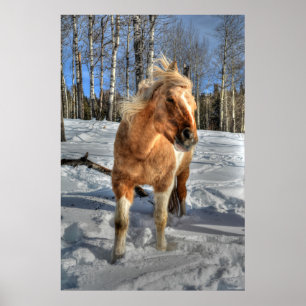 Poster Joyeux Palomino Pinto Horse et neige