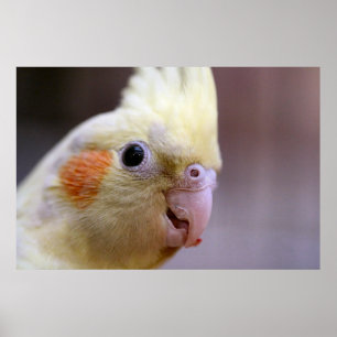 Poster Joyeux tiel