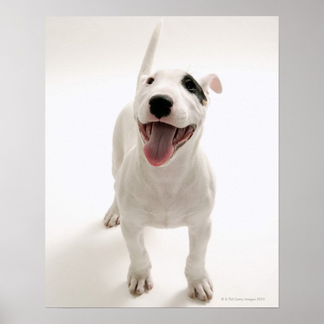 Poster Joyful Bull terrier (Devant)