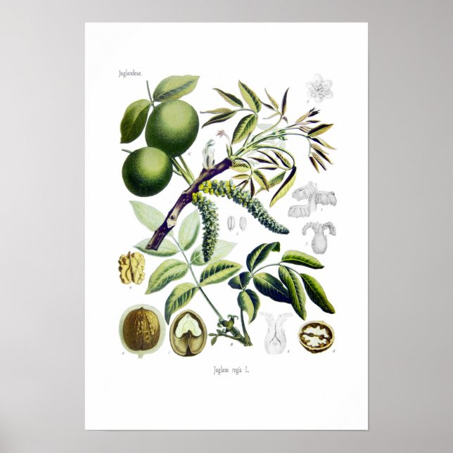 Poster Juglans regia (noyer) (Devant)