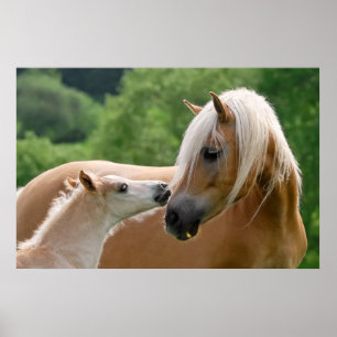 Poster Jument et poulain de Haflinger caressant