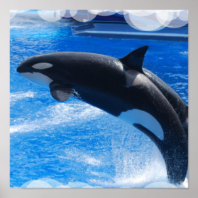 Poster Jumping Orca Whale (Devant)