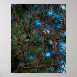 Poster Junco