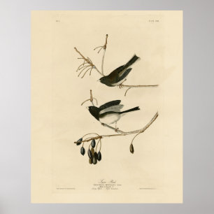 Poster Junco aux yeux noirs - Audubon's Birds of America