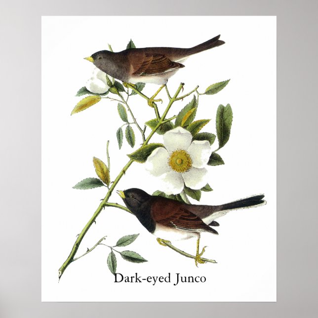 Poster Junco aux yeux sombres - John James Audubon (Devant)