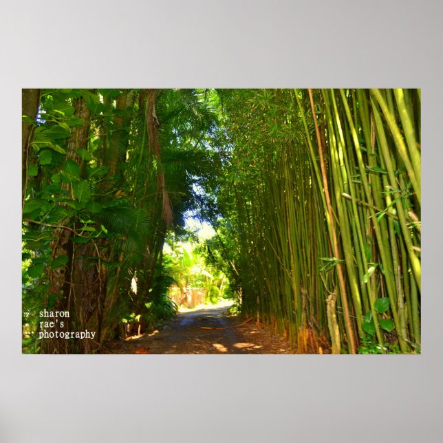 Poster Jungle (Devant)