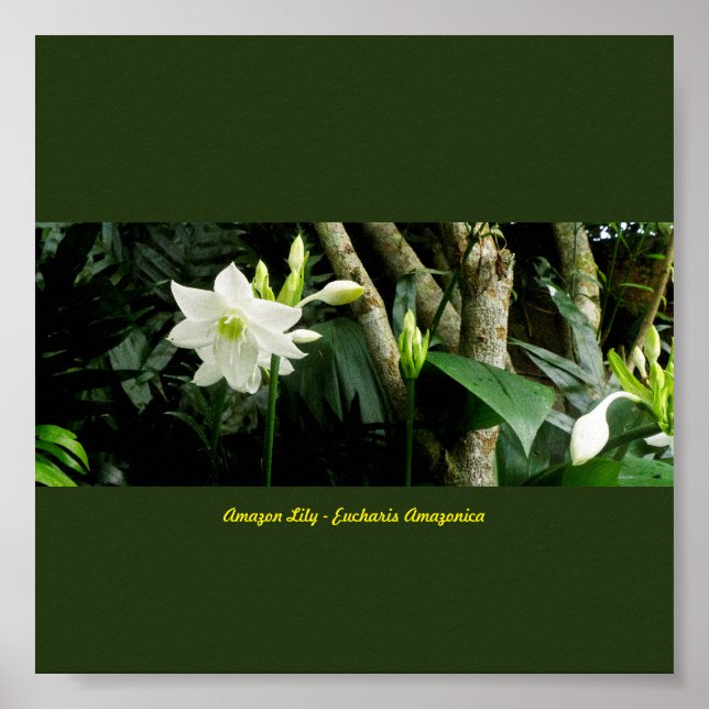 Poster Jungle Amazonie Lily - Eucharis Amazonica (Devant)