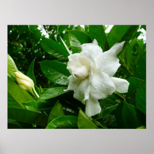 Poster Jungle Gardenia