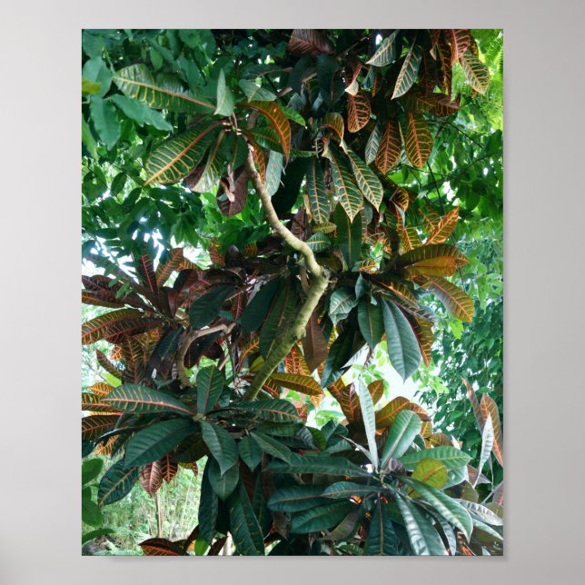 Poster Jungle tropicale verte (Devant)