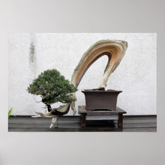 Poster Juniper Bonsai