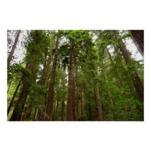 Poster Jusqu'à Redwoods I au monument national de Muir Wo