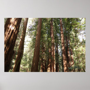 Poster Jusqu'à Redwoods II au monument national de Muir W