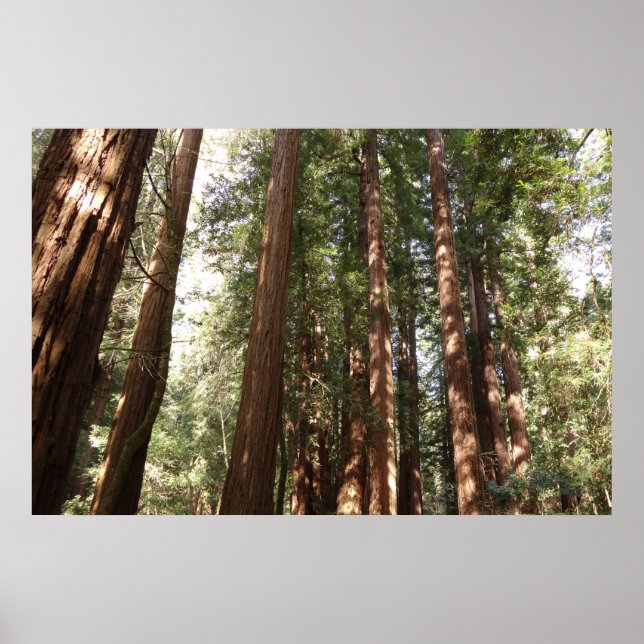 Poster Jusqu'à Redwoods II au monument national de Muir W (Devant)
