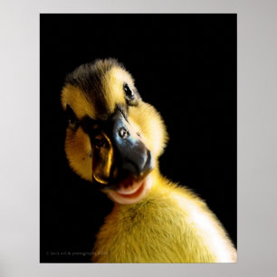 Poster Juste Ducky