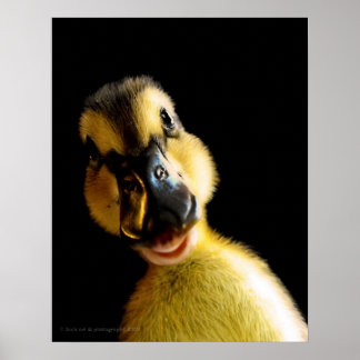 Poster Juste Ducky