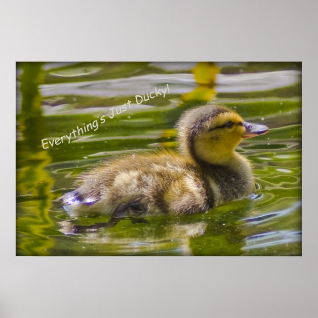 Poster Juste Ducky (Devant)