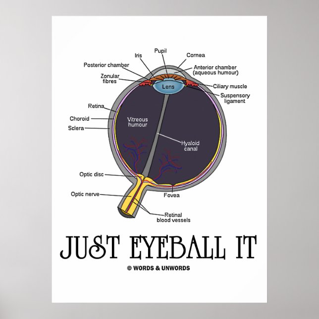 Poster Juste Eyeball It (Eye Anatomy Approximation Dit) (Devant)