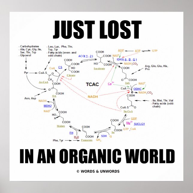 Poster Juste Perdu Dans Un Monde Biologique (Cycle Krebs) (Devant)