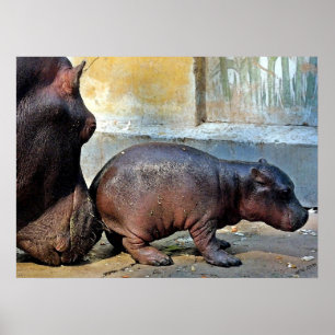 Poster Juste Un Petit Nudge Hippopotamus Portrait
