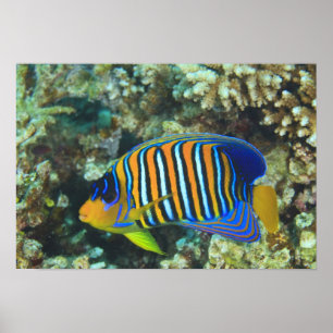 Poster Juvenile Regal Eperviers Pygoplites