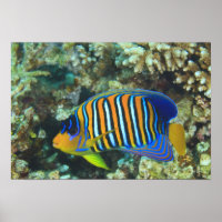 Juvenile Regal Eperviers Pygoplites