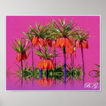 Kaiserkrone/Fritillaria imperialis