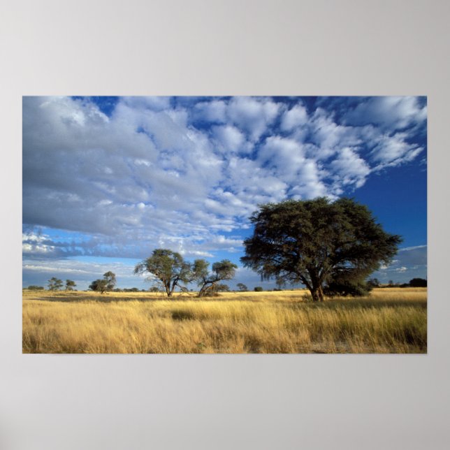 Poster Kalahari Desert Scene (Devant)