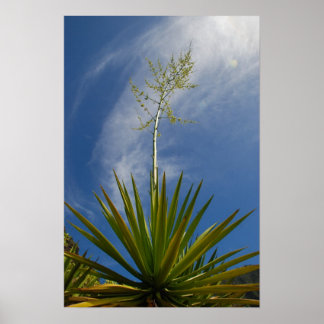 Poster Kalalau Cactus toile Imprimer