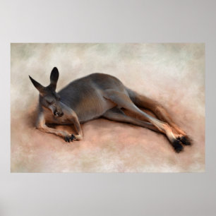 Poster Kangaroo