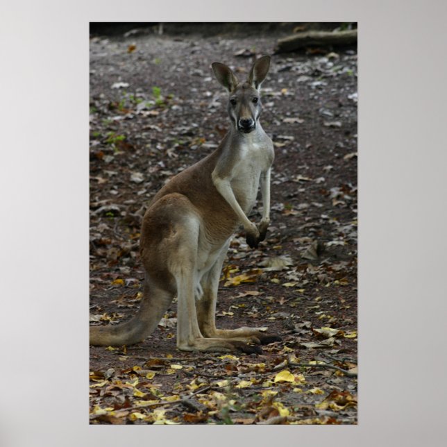 Poster Kangaroo (Devant)