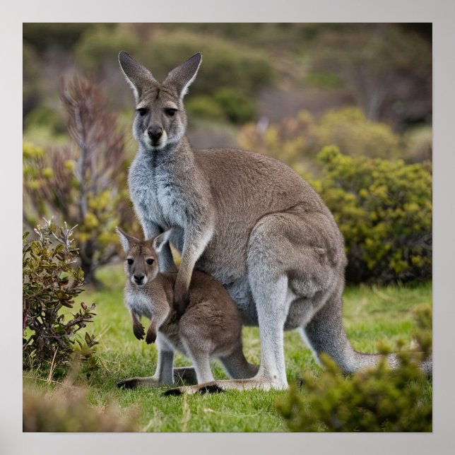 Poster Kangaroo et Joey (Devant)