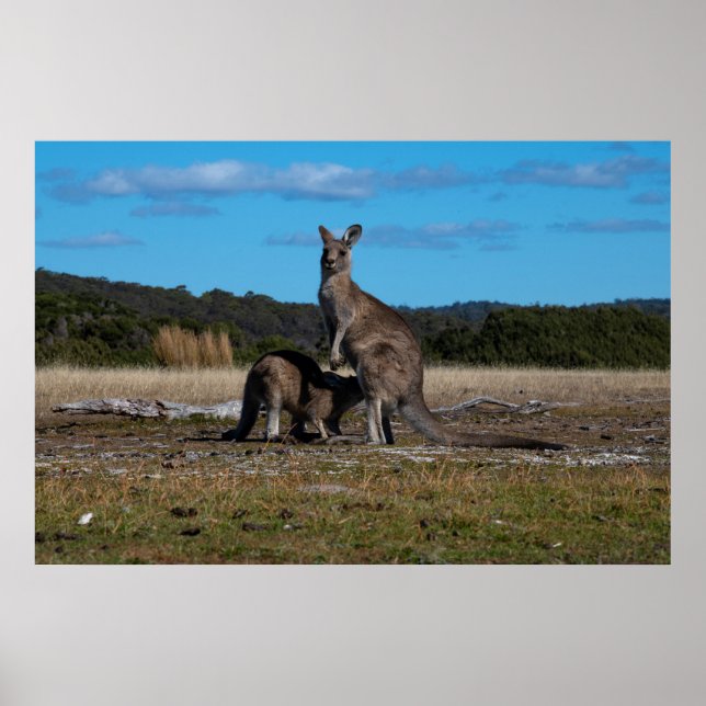 Poster Kangaroo et Joey (Devant)