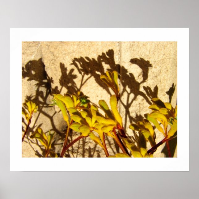 Poster Kangaroo Paw (Devant)