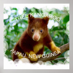 Poster Kangourou d'arbre