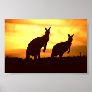 Poster kangourous au coucher du soleil