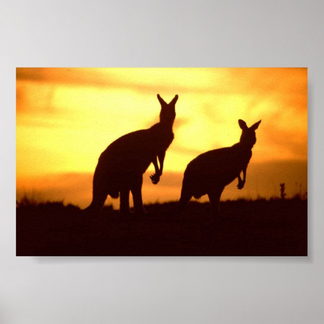 Poster kangourous au coucher du soleil (Devant)