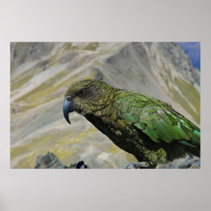 Poster Kea