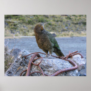 Poster Kea