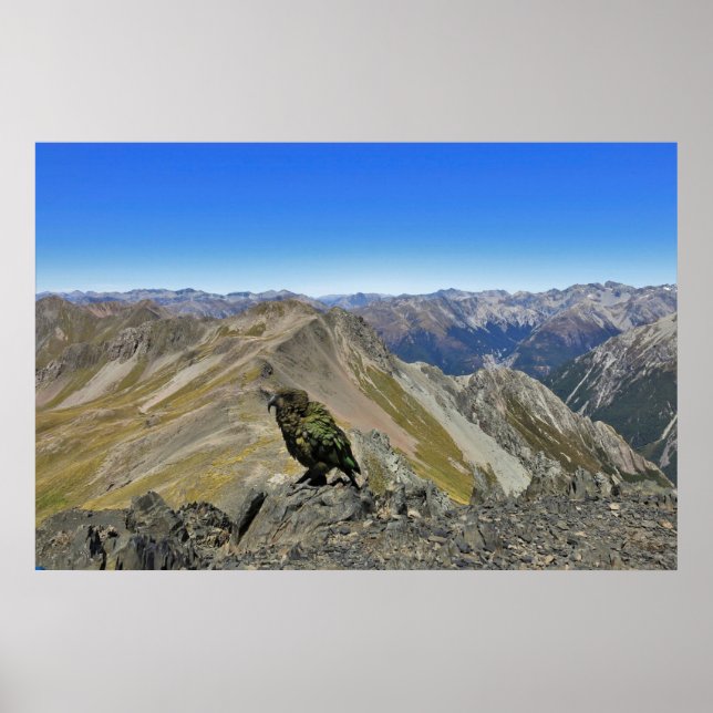 Poster Kea dans Arthur's Pass (Devant)
