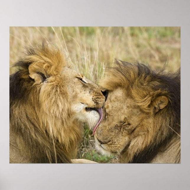 Poster Kenya, Masaï Mara. Gros plan d'un lion mâle (Devant)