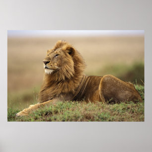 Poster Kenya, Masai Mara Lion mâle