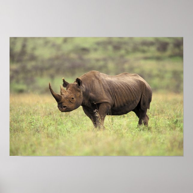 Poster Kenya, Nairobi National Park. Rhinoceros noirs (Devant)