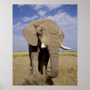 Poster Kenya : Parc national d'Amboseli, éléphant mâle