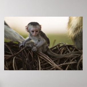 Poster Kenya, réserve de gibier de Samburu. Singe Vervet