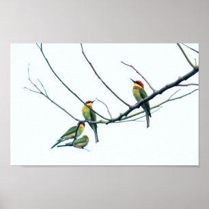 Poster Kérala indien exotique Oiseaux d'abeille-mangeurs 