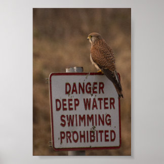 Poster Kestrel
